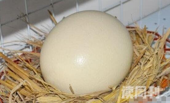 世界上最大的鸵鸟蛋有多大（重达2500克(5斤)）(3)