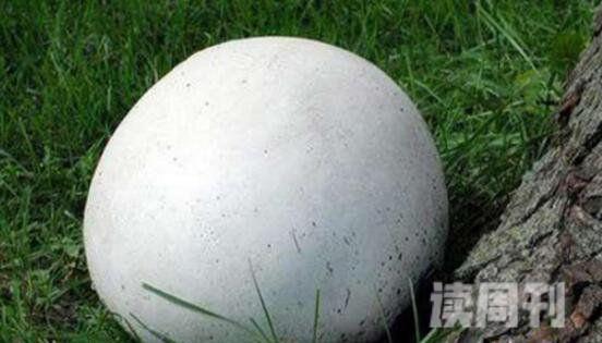 世界上最大的鸵鸟蛋有多大（重达2500克(5斤)）(4)