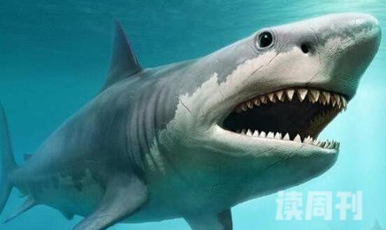 远古已灭绝的最强十大动物（巨齿鲨是远古一种凶猛无比的鲨鱼）(2)