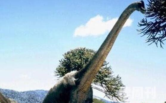 十大体型最大恐龙（阿根廷龙体长为40米常用高大身躯来吓退掠食者）(10)