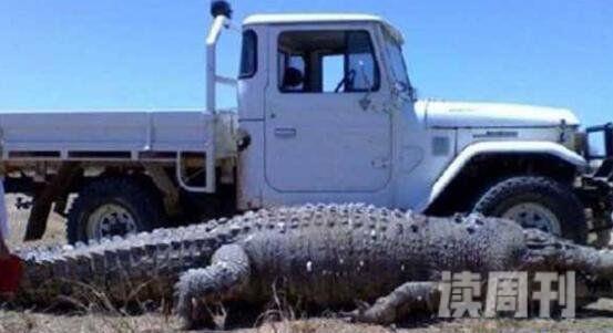 世界上最大的鳄鱼图片大全（在咬合力上最大可达到4200磅）
