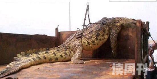 世界上最大的鳄鱼图片大全（在咬合力上最大可达到4200磅）(2)