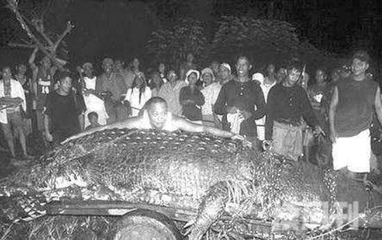 世界上最大的鳄鱼图片大全（在咬合力上最大可达到4200磅）(4)