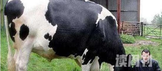 目前世界上最大的奶牛（Danniel净身高可达到1.93米）