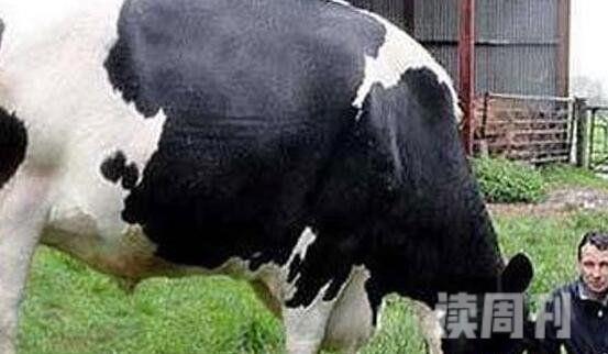 目前世界上最大的奶牛（Danniel净身高可达到1.93米）(4)
