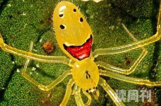 世界上最奇特的蜘蛛图片（每个笑脸蜘蛛都有着不同的外貌）