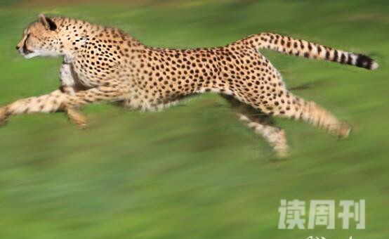 世界上跑得最快的猎豹（高速上汽车最高行驶速度为120千米）