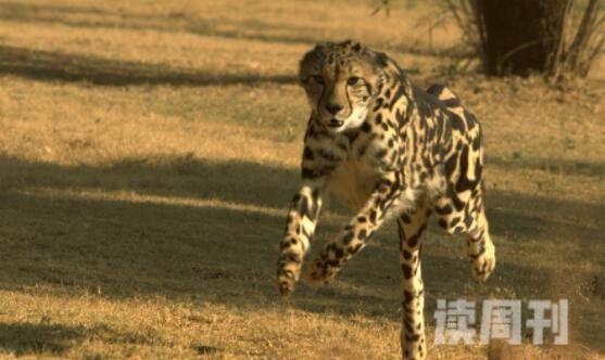 世界上跑得最快的猎豹（高速上汽车最高行驶速度为120千米）(3)
