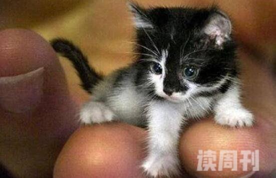 世界上最可爱也最小的猫排名（十分受到女孩子的喜欢）