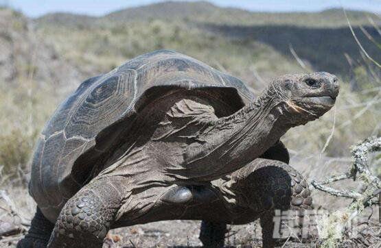 世界上最大的陆龟有多大（成年雄性体重约为272-320千克）(1)