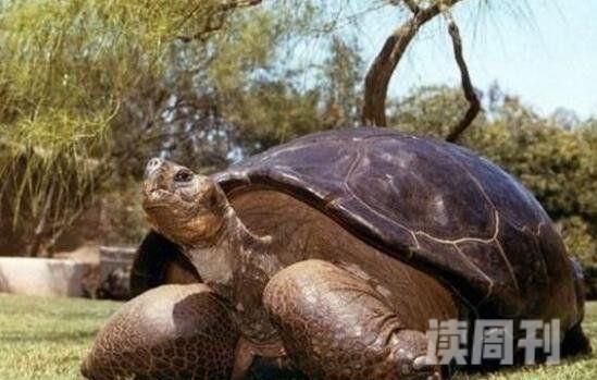 世界上最大的陆龟有多大（成年雄性体重约为272-320千克）(3)