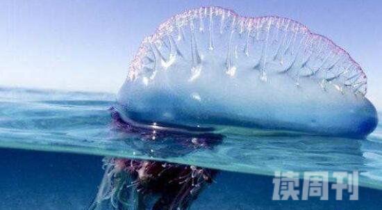 世界上最恐怖的最毒最巨大的水母（毒性要比眼镜王蛇还要毒）(3)