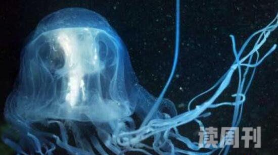 世界上最恐怖的最毒最巨大的水母（毒性要比眼镜王蛇还要毒）(5)