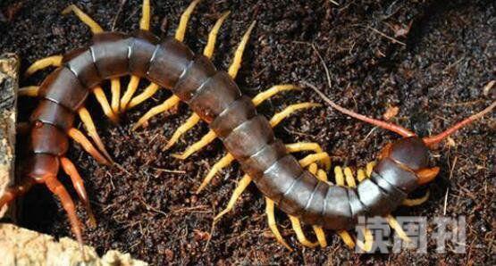 世界上最大的蜈蚣有多长（被这种蜈蚣咬过之后，就会感到一阵疼痛感）(1)