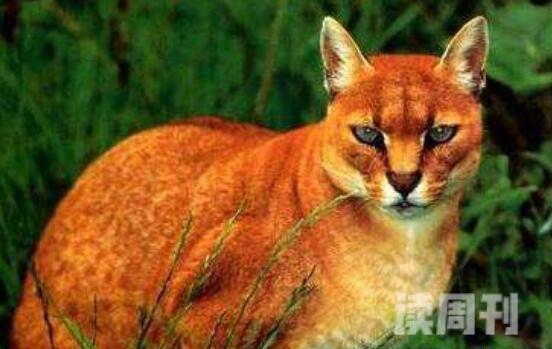 十大禁养名猫照片（虎猫喜欢生长在热带雨林或海拔3800米高上丛林中）(1)