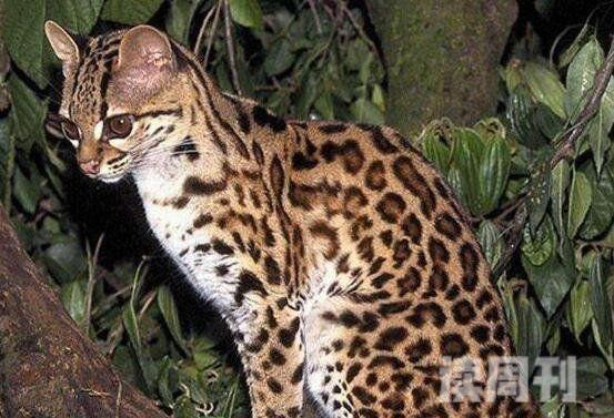 十大禁养名猫照片（虎猫喜欢生长在热带雨林或海拔3800米高上丛林中）(3)