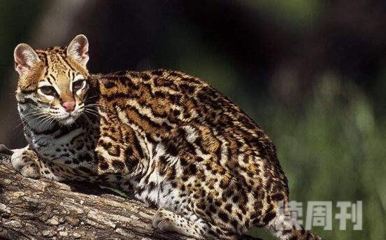 十大禁养名猫照片（虎猫喜欢生长在热带雨林或海拔3800米高上丛林中）(4)