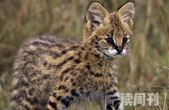 十大禁养名猫照片（虎猫喜欢生长在热带雨林或海拔3800米高上丛林中）(6)