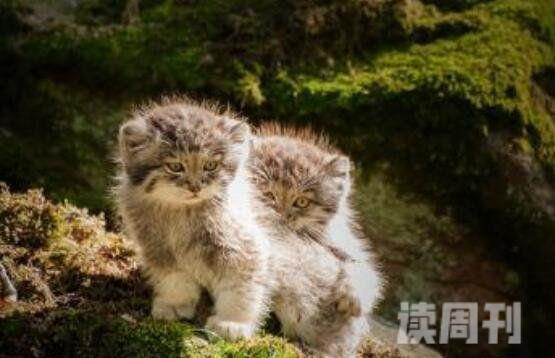 十大禁养名猫照片（虎猫喜欢生长在热带雨林或海拔3800米高上丛林中）(9)
