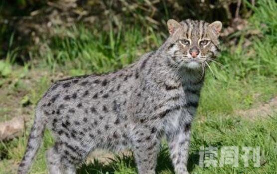 十大禁养名猫照片（虎猫喜欢生长在热带雨林或海拔3800米高上丛林中）(10)