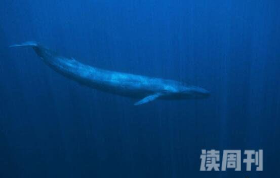 地球上最大的动物蓝鲸究竟有多大（最大一只可达到惊人33.5米）(1)