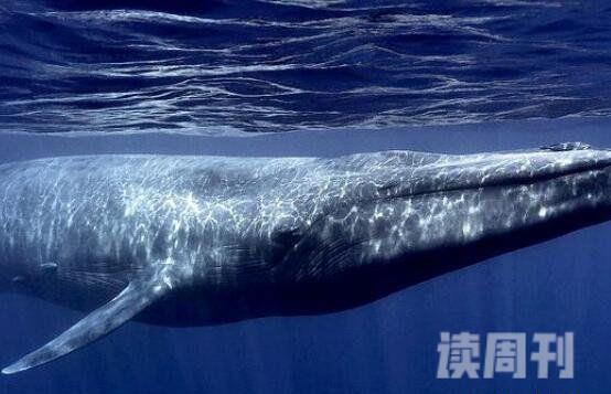 地球上最大的动物蓝鲸究竟有多大（最大一只可达到惊人33.5米）(2)