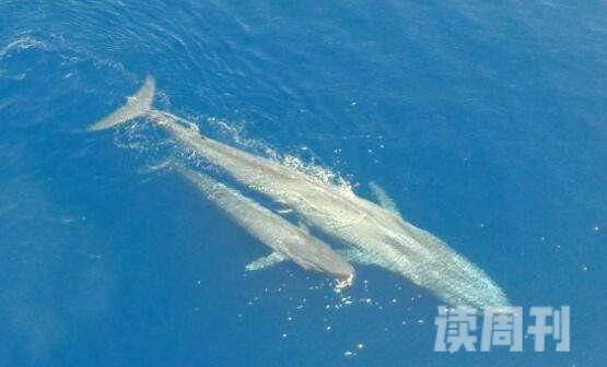 地球上最大的动物蓝鲸究竟有多大（最大一只可达到惊人33.5米）(3)