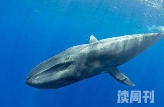 地球上最大的动物蓝鲸究竟有多大（最大一只可达到惊人33.5米）(4)