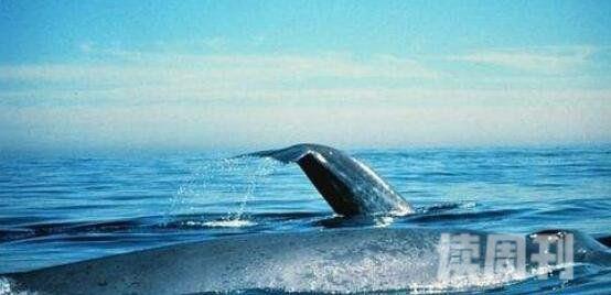 地球上最大的动物蓝鲸究竟有多大（最大一只可达到惊人33.5米）(5)