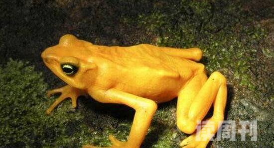 世界上最毒最可怕的青蛙（大自然中颜色越鲜艳的动物就越毒）(2)