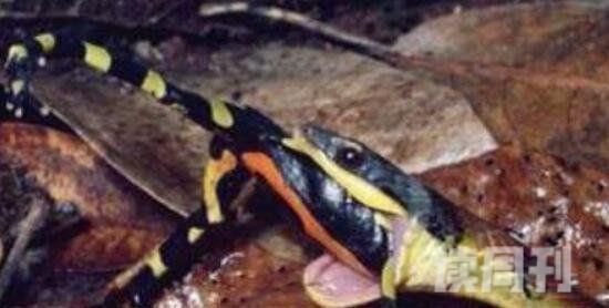世界上最毒最可怕的青蛙（大自然中颜色越鲜艳的动物就越毒）(3)