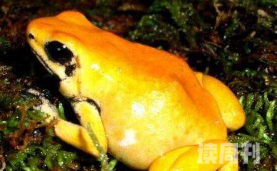 世界上最毒最可怕的青蛙（大自然中颜色越鲜艳的动物就越毒）(5)