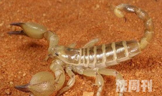 巴勒斯坦毒蝎（释放出来毒液足可将一个猎物杀死）(1)