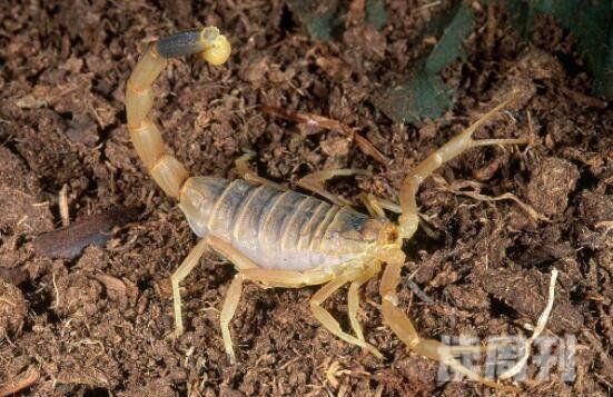 巴勒斯坦毒蝎（释放出来毒液足可将一个猎物杀死）(2)