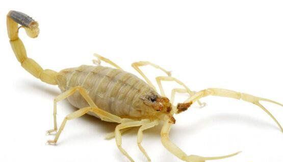 巴勒斯坦毒蝎（释放出来毒液足可将一个猎物杀死）(3)