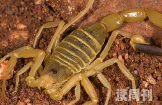 巴勒斯坦毒蝎（释放出来毒液足可将一个猎物杀死）(4)