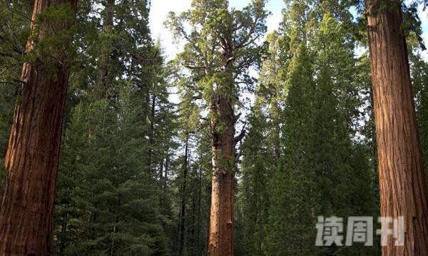 世界上最大的树（需要二十个多个人才能将它环抱）(2)