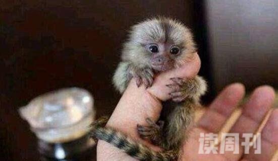 世界上最小的猴子只有拇指大小（世界上最小的猴子叫什么猴子）(3)