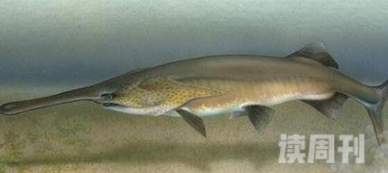 十大凶猛淡水鱼排名（亚马逊鲶鱼嘴上长满着十分锋利无比的牙齿）(2)