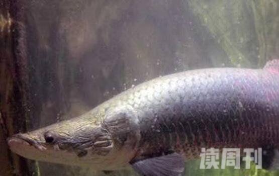 十大凶猛淡水鱼排名（亚马逊鲶鱼嘴上长满着十分锋利无比的牙齿）(5)