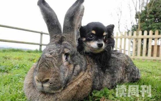 体型最大的兔子是哪种兔子（一只兔子就跟七八岁的儿童一般长）(1)