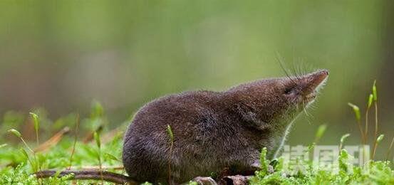 世界上最小的哺乳动物（鼩鼱看上去像老鼠，但是却不是鼠类）