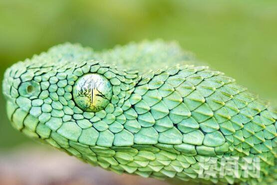 世界上美丽的蛇（生活在非洲热带雨林中，常常会在夜间出来觅食）(1)