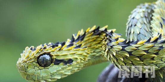 世界上美丽的蛇（生活在非洲热带雨林中，常常会在夜间出来觅食）(2)