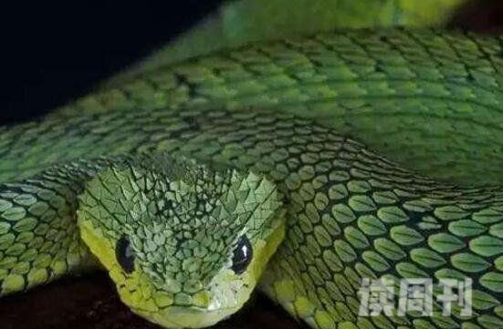 世界上美丽的蛇（生活在非洲热带雨林中，常常会在夜间出来觅食）(3)