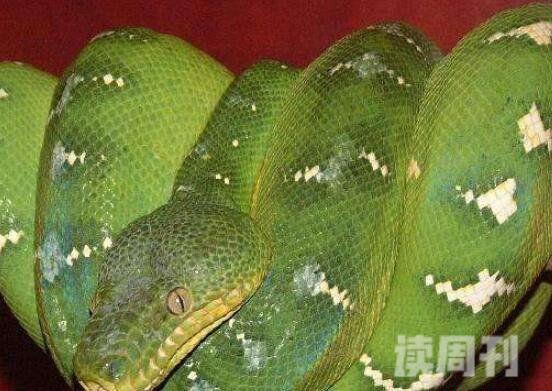 世界上美丽的蛇（生活在非洲热带雨林中，常常会在夜间出来觅食）(4)