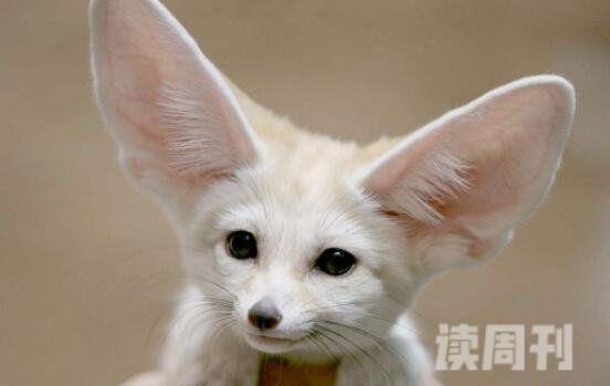 世界上最小的狐狸（身长为30-40厘米，如同一只小猫一样特别可爱）(1)
