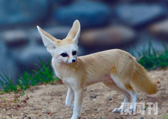 世界上最小的狐狸（身长为30-40厘米，如同一只小猫一样特别可爱）(2)