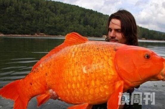 世界上最大的金鱼（足有27斤重，颜色通体为橙色）(1)