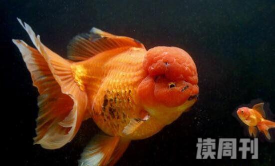 世界上最大的金鱼（足有27斤重，颜色通体为橙色）(3)
